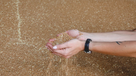 Египет увеличил втрое число стран-экспортёров пшеницы